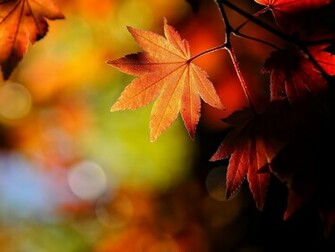 Wallpaper Windows Autumn