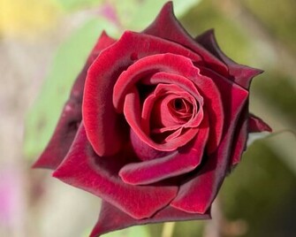 Beautiful Flowers Pictures Wallpaper