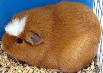 Wallpaper HD To Guinea Pigs Wallpapermine