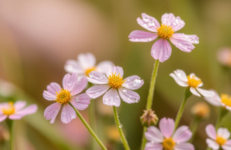 Flower Wallpaper For Windows