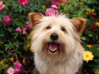 Pure Attention Terrier Mix Dogs Wallpaper
