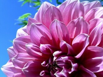 Dahlia Wallpaper