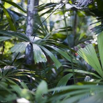 Palm Leaves Desktop Wallpaper Iskin Co Uk