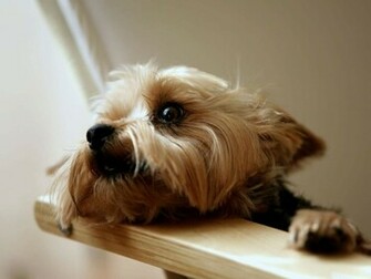 Yorkshire Terrier Wallpaper For Android Animal Planet HD