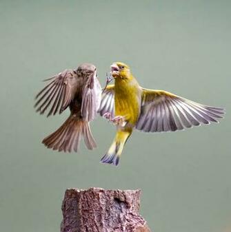 Two Brown And Yellow Canaries Fighting On Flight HD Wallpaper