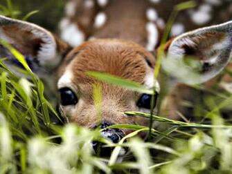 Beautiful Wallpaper Deer