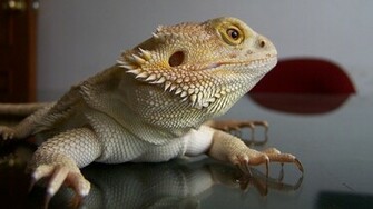 Bearded Dragon Wallpaper HD Image