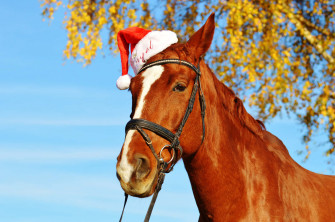 Cute Horse Pictures Wallpaper