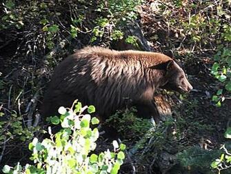 Go Back Image For Bear Archery Background