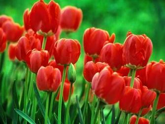 Random Great Flowers Wallpaper Desktop Background Full Screen