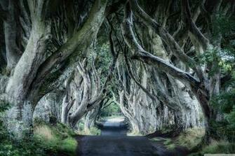 Hedges Wallpaper Collection