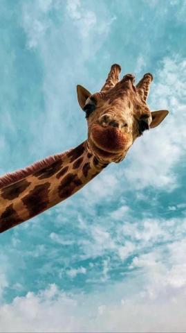 Best 4k Wallpaper For Mobile Android HD 1080p Animal