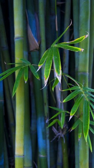 Bamboo iPhone Wallpaper On