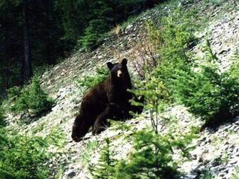 Cool Wallpaper Black Bear Background