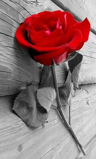Black And White Rose Wallpaper iPhone