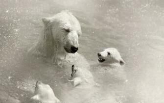 Category Animals HD Wallpaper Subcategory Bears