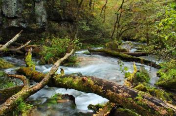 Fallen Trees And Moss Across Greer Spring In The Missouri Ozarks