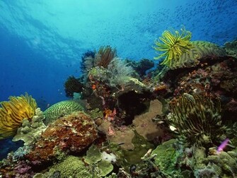 Underwater Desktop Wallpaper