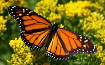 Pics Photos Monarch Butterfly Wallpaper