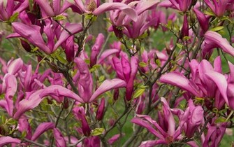 Pink Magnolia Wallpaper