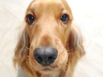 Cocker Spaniel Closeup Wallpaper And Image Pictures
