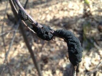 Apiosporina Morbosa Dibotryon Morbosum By Hllindsay
