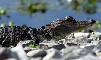 Crocodile X Close