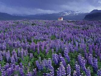 Lavender Field