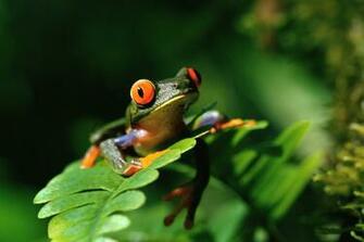 Coders Explore The Collection Frogs Animal Frog