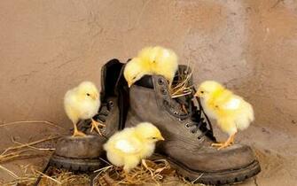 Funny Easter Chick Wallpaper HD