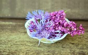Cornflower Lilac Flower Purple HD Wallpaper Byte