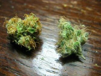 Kush And Sour Diesel Graphics Code Purple