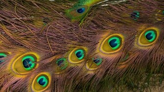 Feather Amazing High Definition Wallpaper All HD