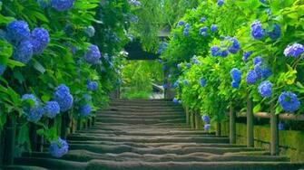 Wallpaper Natural Beautiful Green HD Widescreen High