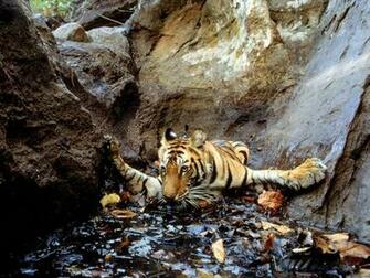 This Photo Is From Milestones In Wildlife Photography