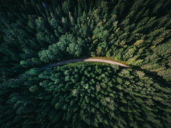 Forest Wallpaper HD Hq