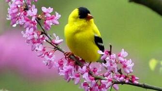 Spring Yellow Bird Beautiful Birds Picture