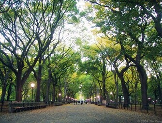 Central Park Wallpaper Background