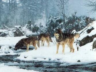 Wolf Screensaver Screensavers
