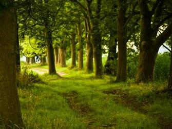 Magical Forest Wallpaper Sf