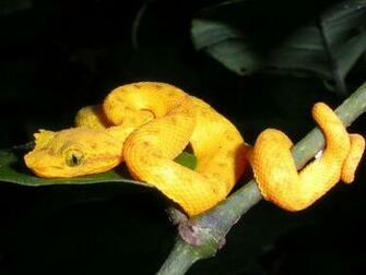 Baby Eyelash Pit Viper Photo