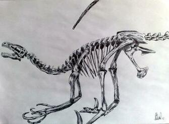 Dinosaur Skeleton Wallpaper By