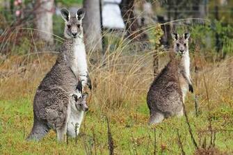 HD Wallpaper Kangaroo Desktop