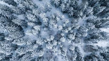 Benefits Of Sylvotherapy Forest Bathing In The French Alps