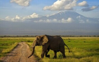 Animal Elephants Wallpaper HD Elephant Macewan University