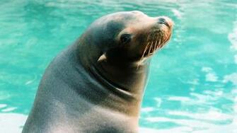Sea Lion HD Wallpaper