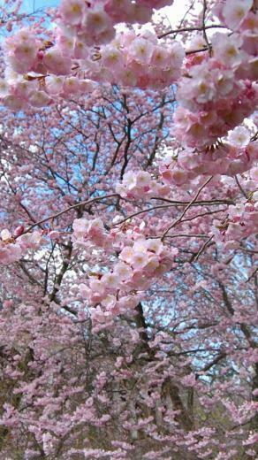 Tree Spring iPhone HD Wallpaper Nature Background