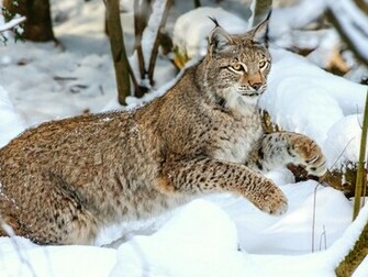 Lynx Wallpaper HD Pictures Image Background
