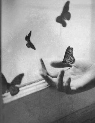Brassa Butterflies By The Window Animal Life White