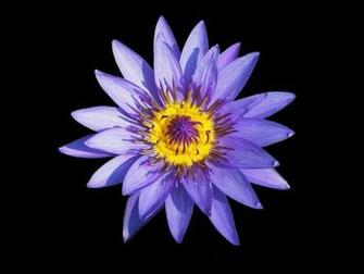 Flower HD Wallpaper Image Pictures Tattoos And Desktop